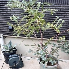 観葉植物　ユーカリ 植物の画像