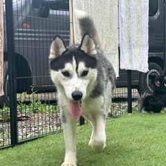【飼い主様決まりました】明るいハスキーの女の子🌼