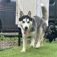 【飼い主様決まりました】明るいハスキーの女の子🌼 - 犬
