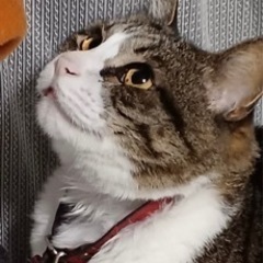 助けて下さい！急募！ハチワレくん