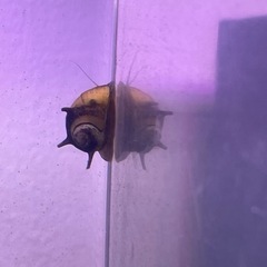 カラーサザエ石巻貝