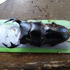 世界のクワガタ、カブトムシの昆虫館です❗