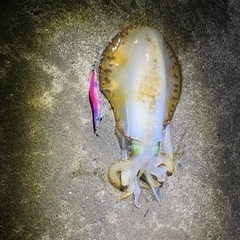 エギング　海釣り　釣り　