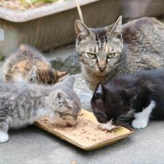 3匹の子猫
