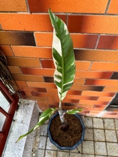 激レア 斑入りバナナ アエアエバナナ 子株