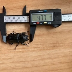 オオクワガタ　メス3個体います