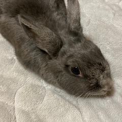 緊急で里親探してます‼︎