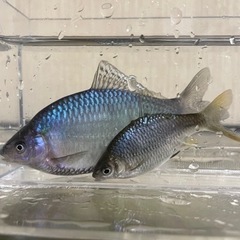 外国産タナゴ色々の画像