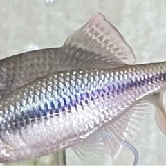 外国産タナゴ色々
