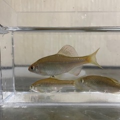 外国産タナゴ色々の画像