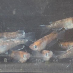 改良めだか 朱光菊 3ペアの画像