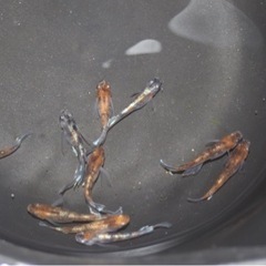 改良めだか 朱光菊 3ペア