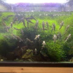 ドクターフィッシュ稚魚10匹（足湯にいる角質を食べる魚）の画像