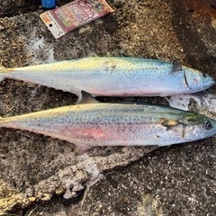 釣り仲間探しています！ − 和歌山県