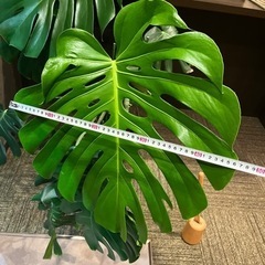 モンステラ 観葉植物 大型