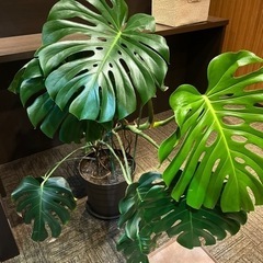 モンステラ 観葉植物 大型