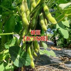 【売り切れ㊗️】よよ様　①枝豆【おつな姫】1袋350円✕3袋＋トウモロコシ【ゴールドラッシュ88】1本300円✕2本の画像