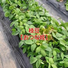 【売り切れ㊗️】よよ様　①枝豆【おつな姫】1袋350円✕3袋＋トウモロコシ【ゴールドラッシュ88】1本300円✕2本の画像