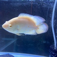 アルビノオスカー/熱帯魚の画像