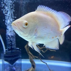 アルビノオスカー/熱帯魚の画像
