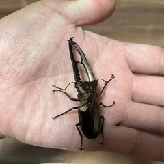 ①メタリフェルホソアカクワガタ♂♀♀ トリオ