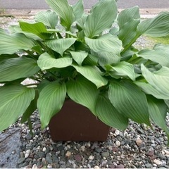 🪴【植物 苗】ギボウシ