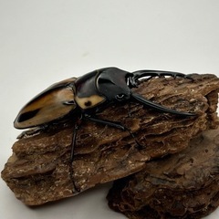 ファブリースタカクワイ64mm♂単品の画像