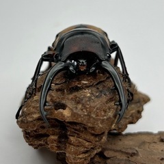 ファブリースタカクワイ64mm♂単品の画像