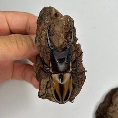 ファブリースタカクワイ64mm♂単品の画像