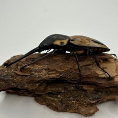 ファブリースタカクワイ64mm♂単品の画像