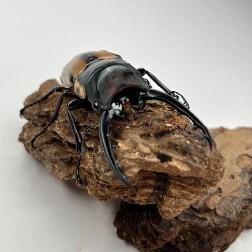 ファブリースタカクワイ64mm♂単品