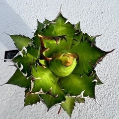 アガベ　赤猫　　中〜大株　検）
多肉植物　植物　観葉植物　インテリアの画像