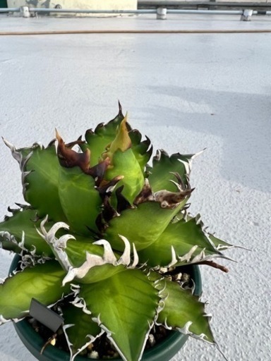 アガベ　赤猫　　中〜大株　検）
多肉植物　植物　観葉植物　インテリア