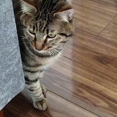 すごく、優しい猫です。