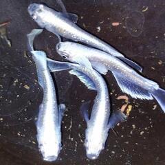 フロマージュプラチナホワイ 成魚 1000円 めだか、フロマージュ、エメキンの画像