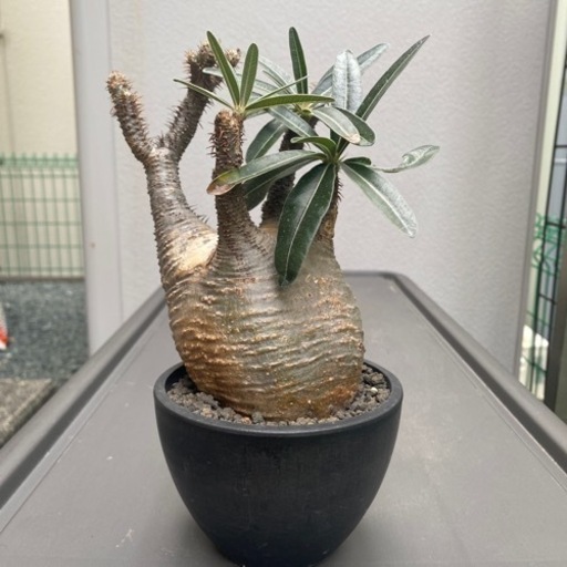 グラキリス　発根済み