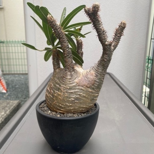 グラキリス　発根済み　　