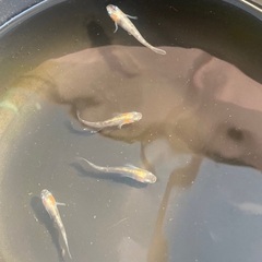 めだか（メダカ）販売の画像