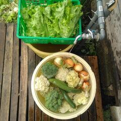 食品　採れたて野菜セット