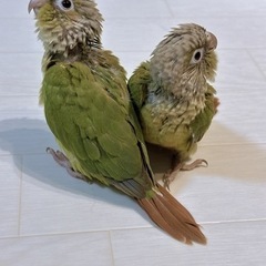 RaTo ~ことりや~🐥