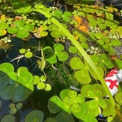 水草 