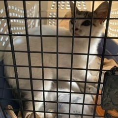 猫を引き取ってくださる方を探しています。