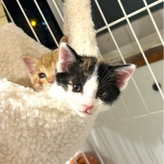 おてんばな三毛猫女の子