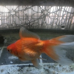 金魚の画像
