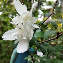 バイカウツギ　挿し木苗の画像