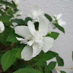 バイカウツギ　挿し木苗の画像