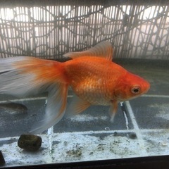 金魚の画像
