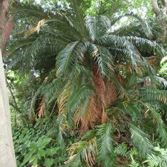 大きい　蘇鉄　ソテツ　庭木　植物の画像