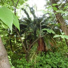 大きい　蘇鉄　ソテツ　庭木　植物の画像