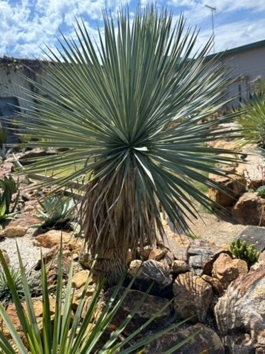 スペイン産 ロストラータ 発根済み 極上株